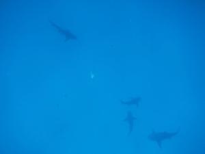 sharks_top_view